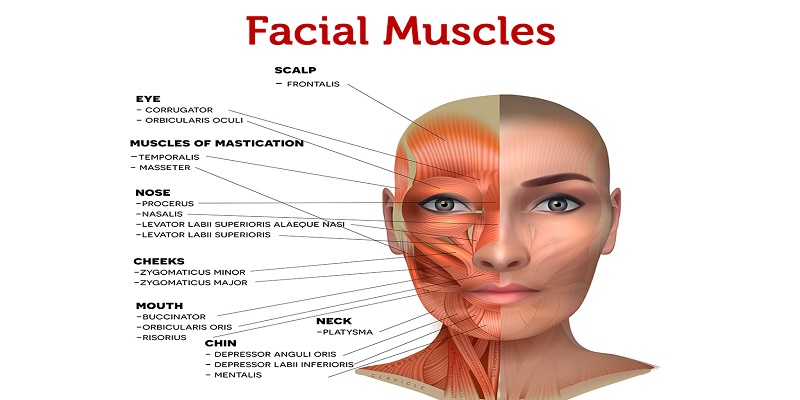 What are the muscles of the face
